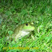 /home//u458753944/public_html/sourcegallery/////////////////Frogs/More bullfrogs/P6080126.JPG